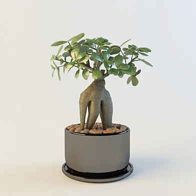 Ficus Microcarpa