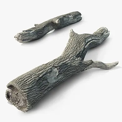 Old tree trunk