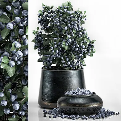 A small beautiful lush blueberry bush in a metal pot and a bowl with blueberries, a tree.