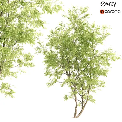 jam tree