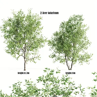 2 Acer tataricum tree