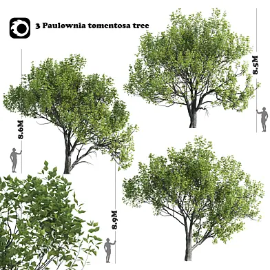 3 Paulownia tomentosa tree