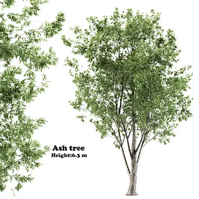 ash tree
