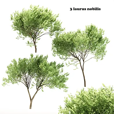 Laurus nobilis