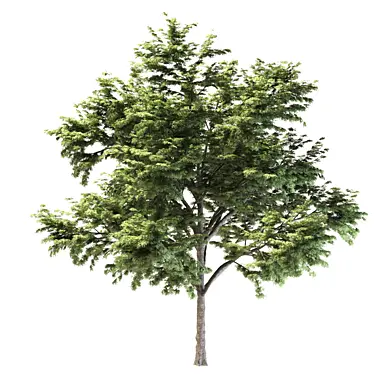 2 acacia