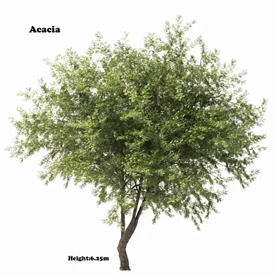 acacia tree