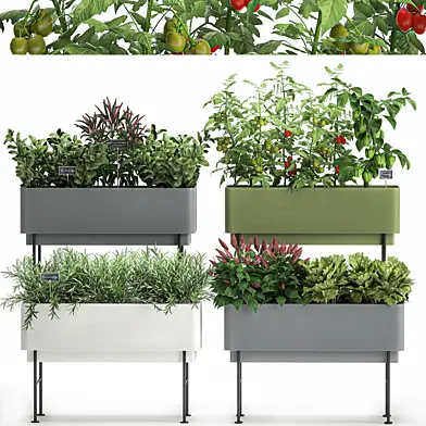 Collection of potted plants Kitchen garden, vegetables, tomatoes, peppers, herbs, Rosemary, lettuce, Lettuce, garden bed. Set 1059.