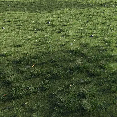 Forest Grass 06