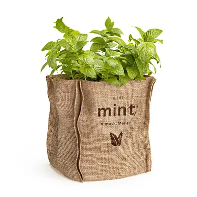 Mint in a burlap pot