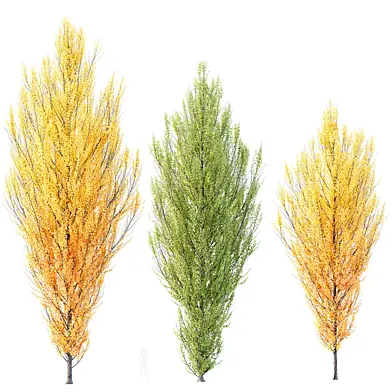 HQ Plants Acer X freemanii Freeman Maple Sapindaceae Armstrong Set03
