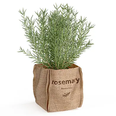 Rosemary in a burlap planter