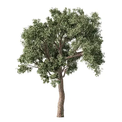 Tree Set.194