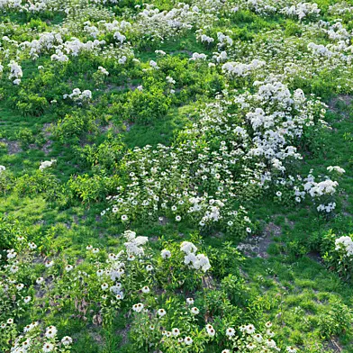 Meadow 28