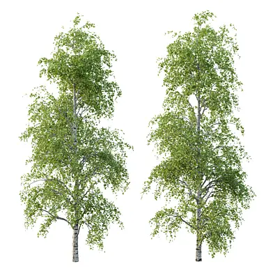 Betula Pendula Tree 07