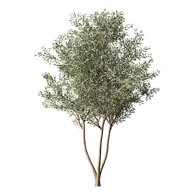 Olive Tree Set.286