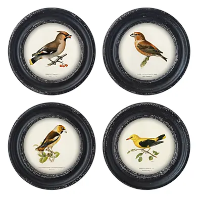 Birds Paintings Set 1209