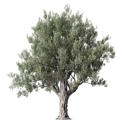 Olive Tree Set.319