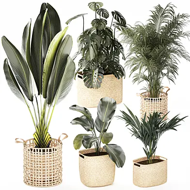 A collection of flowers in white wicker baskets and vases with Ravenala, Monstera, and Strelitzia Howea. Plant set 1516.