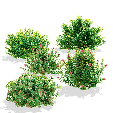 Diervilla brilliant bushes | Diervilla splendens