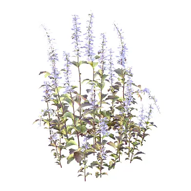 Ajuga ciliata Plant 01