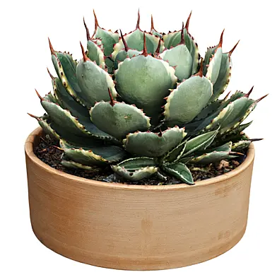 Agave Potatorum and Clay pot