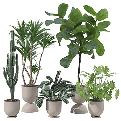 Modern Houseplants Ficus Maranta Cactus Yucca Set 231