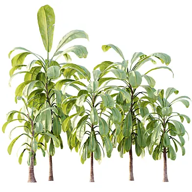 AV Plant Cordyline Petiolaris 6 Palm Tree 02