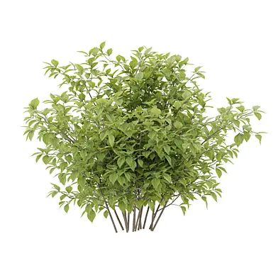 Dense Multi Branch Bush Plant_4003_02