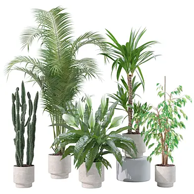 Modern Houseplants Ficus Palm Cactus Yucca Set 232