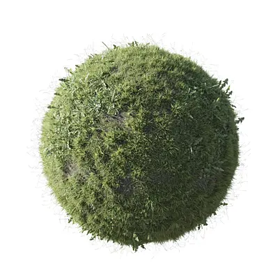 Wild Simple Grass