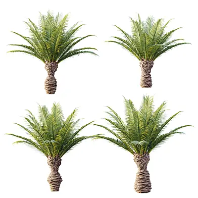 AV Plant Phoenix Canariensis Palm Tree 03