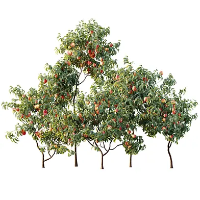 AV Plant Amygdalus Persica Peach Fruit Tree 03