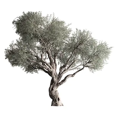 Olive Tree Set 478