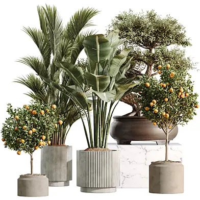 AV Indoor Plants Set 608 Orange Calamondin Bird Of Paradise Cat Reed Palm Chemlali Olive