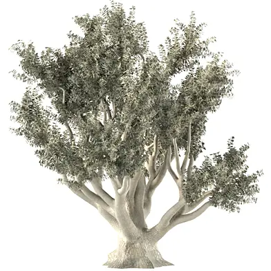 Olive tree 053