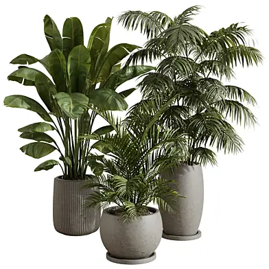 Tropical Indoor Plants Collection Vol 125