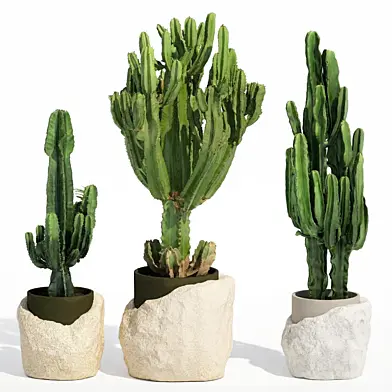 Cactus collection in white modern stone pots with Cereus Euphorbia stone. Plant set 1552.