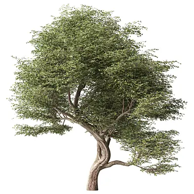 Tree Set.374