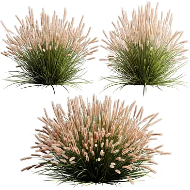 Pennisetum Grass Set 001 – Ornamental Fountain Grass