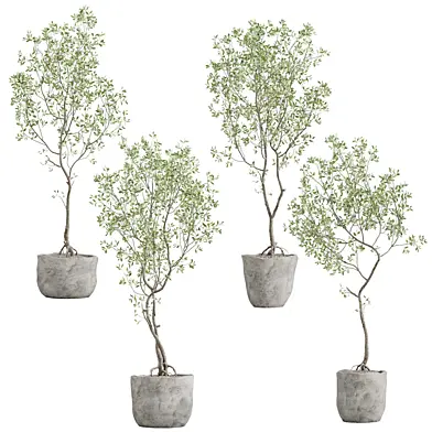 Indoor Plant set - 041