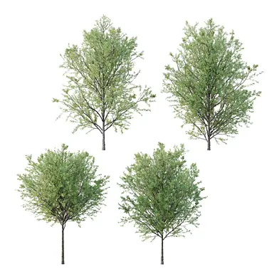 nerium oleander pink tree