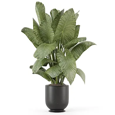 Indoor Plants Alocasia Gageana Pot_Set 5004