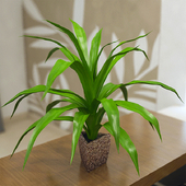 Pot dracaena