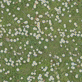 Grass