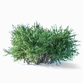 The bush 001