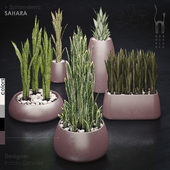 Gandiablasco - SAHARA - Sansevieria