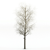 poplar Siberian