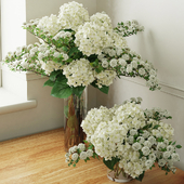 Hydrangea 2