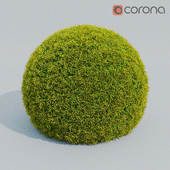 Cupresus_Ball plant