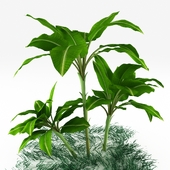 Decorative plants